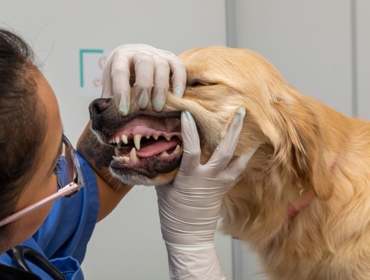 Kansas City Pet Dentist