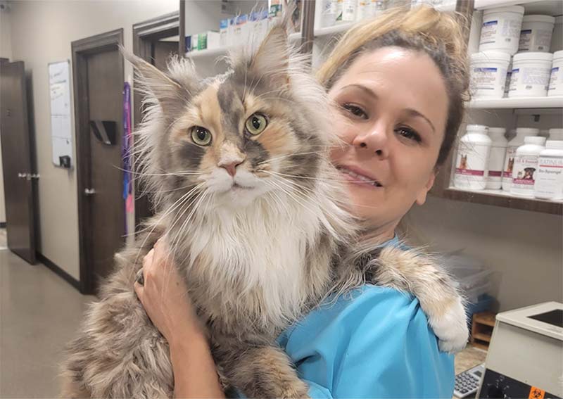 Cat Veterinary Care